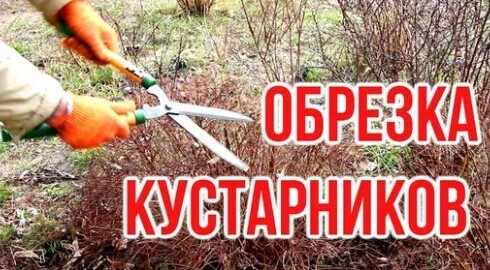 Садотерапия / Обрезка кустарников / Pruning shrubs / Игорь Билевич