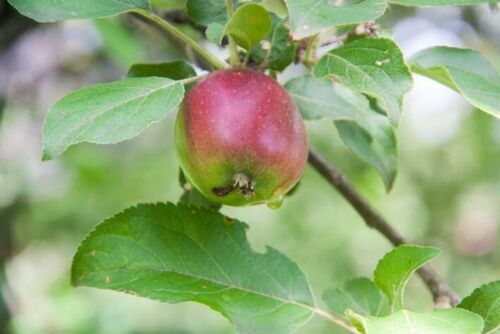 Что можно посадить на месте старой яблони или груши