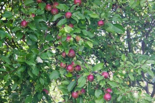 Чем подкормить яблоню, чтобы ветки усыпало плодами