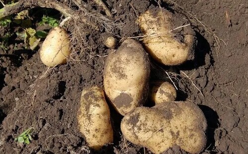Простой способ обеззараживания картофеля перед посадкой