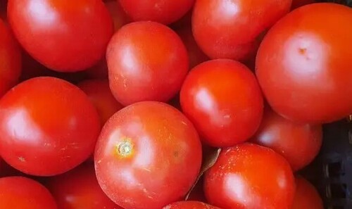 Чтобы помидоры выросли слаще и крупнее