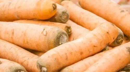 Чтобы морковь не лопалась на грядке: простое правило полива