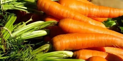 Что делать, когда морковь плохо взошла