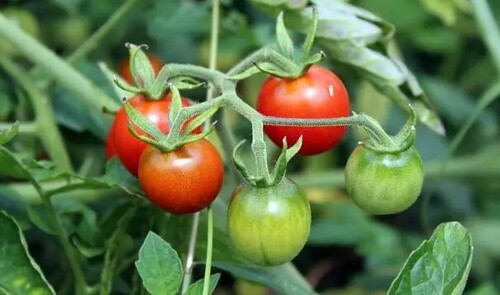 Подкормка, после которой помидоры быстро наливаются и растут слаще сахара
