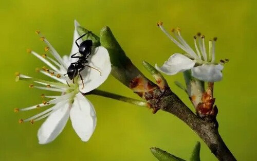 Дачная хитрость: защита плодовых деревьев от муравьев