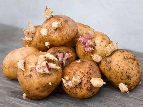 Почему не стоит выбрасывать ростки от проросшей картошки