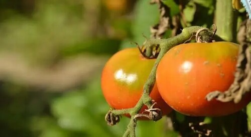 Секретные подкормки для томатов