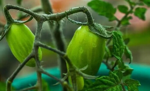 Что делать, если листья томатов скручиваются лодочкой