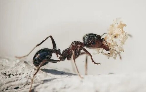 Избавляемся от муравьев на даче