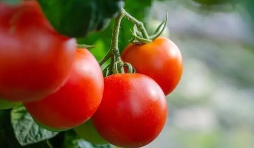 Девять дачных хитростей для томатов