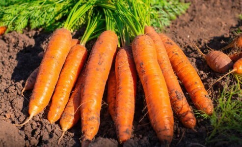 Если добавить в воду при поливе моркови, получите большой урожай сладких плодов