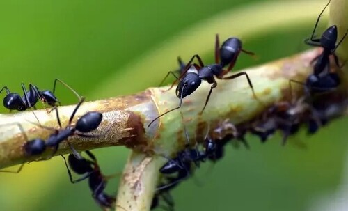 Посадите 2 растения на участке и забудете о муравьях