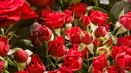 Почему у розы мало бутонов: что такое "слепые" побеги роз