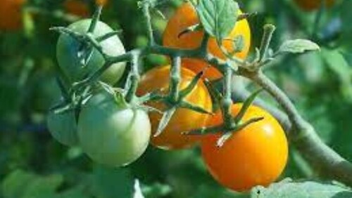 Когда опытные огородники обрабатывают помидоры борной кислотой против фитофторы