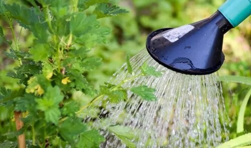 Можно ли поливать огород водой, которая зацвела