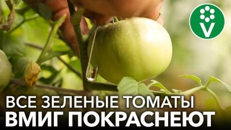 ТОМАТЫ ПОКРАСНЕЮТ БЫСТРО - ПОНАДОБИТСЯ ТОЛЬКО БУЛАВКА! Как ускорить созревание томатов?