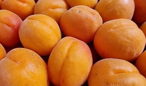 Обрезка абрикоса в августе