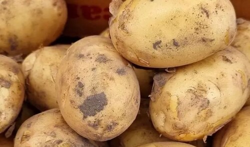 Как понять, что пора копать картошку