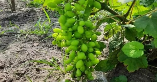 Как помочь перезимовать укоренившимся черенкам винограда