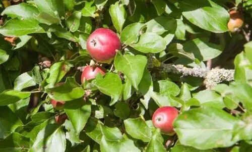 Червивые яблоки: правильно избавляемся от плодожорки