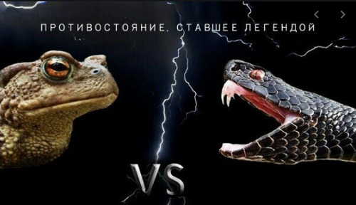 "Сперечаються жаба з гадюкою" - Ярослав Божко