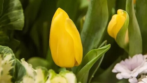 Как посадить тюльпаны осенью для пышного цветения весной: 5 главных секретов