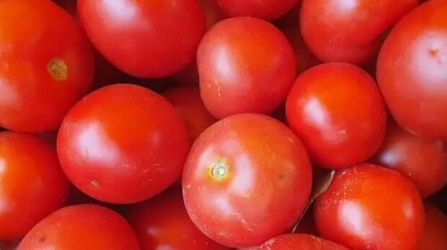 Зачем дачники в конце осени закапывают помидоры на грядке