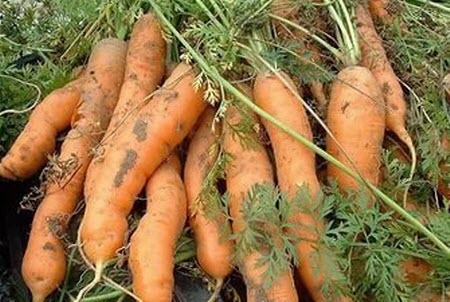 Посев моркови под зиму