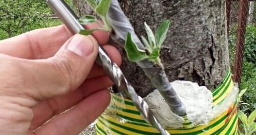 Прививка Дерева с помощью дрели