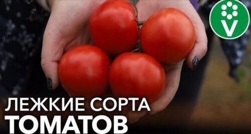 САМЫЕ ДОЛГОХРАНЯЩИЕСЯ ТОМАТЫ! 2 сорта томатов, которые долежат до весны
