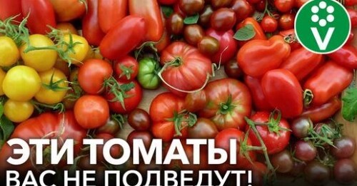 7 СОРТОВ ТОМАТОВ, ОТ КОТОРЫХ Я НИКОГДА НЕ ОТКАЖУСЬ! Агроном советует вкусные и урожайные томаты