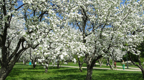 Секрет богатого урожая: не пропустите важную подкормку яблонь