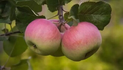 Увеличиваем урожай яблок
