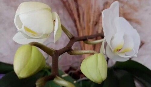 Что нужно сделать с орхидеей весной