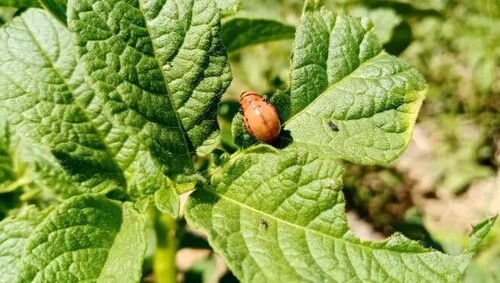 Не полынь и не горчица: какая трава погубит колорадского жука