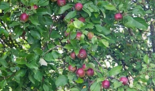 Почему яблоня плодоносит не каждый год
