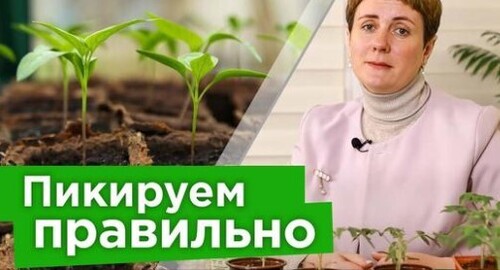 ЧАСТАЯ ОШИБКА ПРИ ПИКИРОВКЕ томатов, перцев и баклажанов из-за которых значительно уменьшится урожай