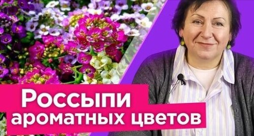 ПОСЕЙТЕ ЭТОТ ЦВЕТОК СРАЗУ В ГРУНТ и наслаждайтесь пышным цветением и медовым ароматом до морозов!