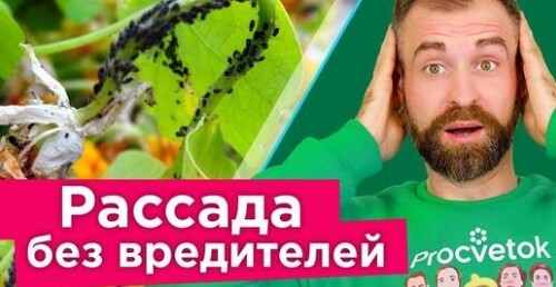 СПАСАЕМ РАССАДУ ОТ ВСЕХ ВРЕДИТЕЛЕЙ! Один препарат от трипсов, паутинного клеща, тли, белокрылки и др