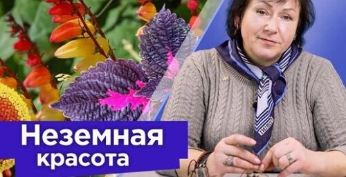 РЕДКОЙ КРАСОТЫ ОДНОЛЕТНИЕ ЦВЕТЫ, от вида которых дух захватывает!