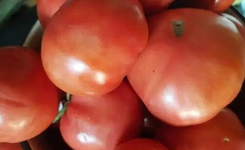 Как вырастить много крупных и сочных томатов