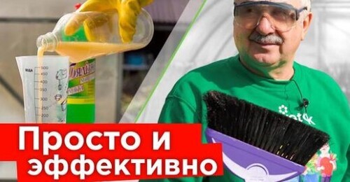 ЧЕМ ПОМЫТЬ ТЕПЛИЦУ ВЕСНОЙ, чтобы избавиться от болезней и вредителей? Просто, дешево, эффективно