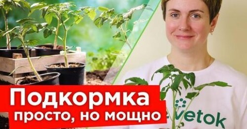 РАССАДА ИЗ ХИЛОЙ В ЖИРНЕНЬКУЮ! Лучшая подкормка рассады для крепких стеблей и мощных корней