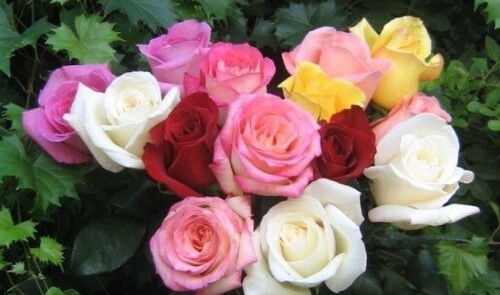 Роза — Легенды и мифы самого романтического цветка