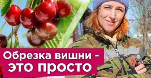 КАК ОБРЕЗАТЬ ВИШНЮ ВЕСНОЙ? Ягоды будут огромного размера, а дерево компактным