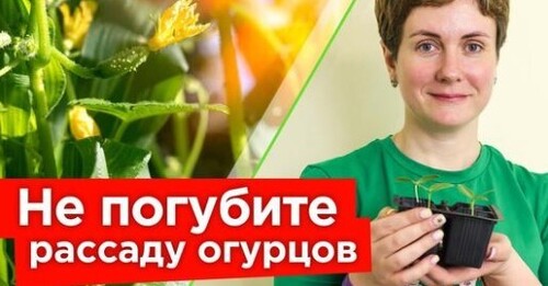 ВЗОШЛИ ОГУРЦЫ? Вот что нужно сделать сразу, чтобы не испортить рассаду огурцов