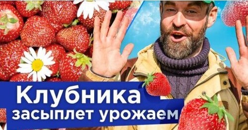 ПЯТЬ ВАЖНЫХ РАБОТ С КЛУБНИКОЙ ВЕСНОЙ, которые значительно увеличат урожай и размер ягод