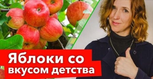 СТАРИННЫЕ СОРТА ЯБЛОНЬ, от которых я никогда не откажусь! Восхитительный вкус, высокая зимостойкость