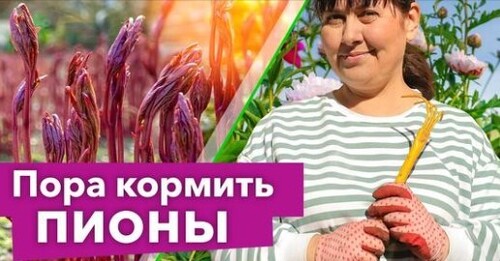 ПИОНЫ БУДУТ ОБИЛЬНО ЦВЕСТИ, если сделать так весной! Самая важная обработка и подкормка пионов