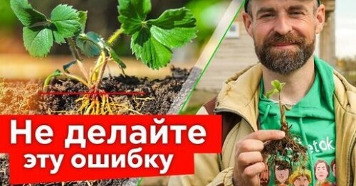 ВЕСЕННЯЯ ПОСАДКА КЛУБНИКИ - НЕ СДЕЛАЙТЕ ЭТУ ОШИБКУ! Посадка и обработка от вредителей клубники в мае